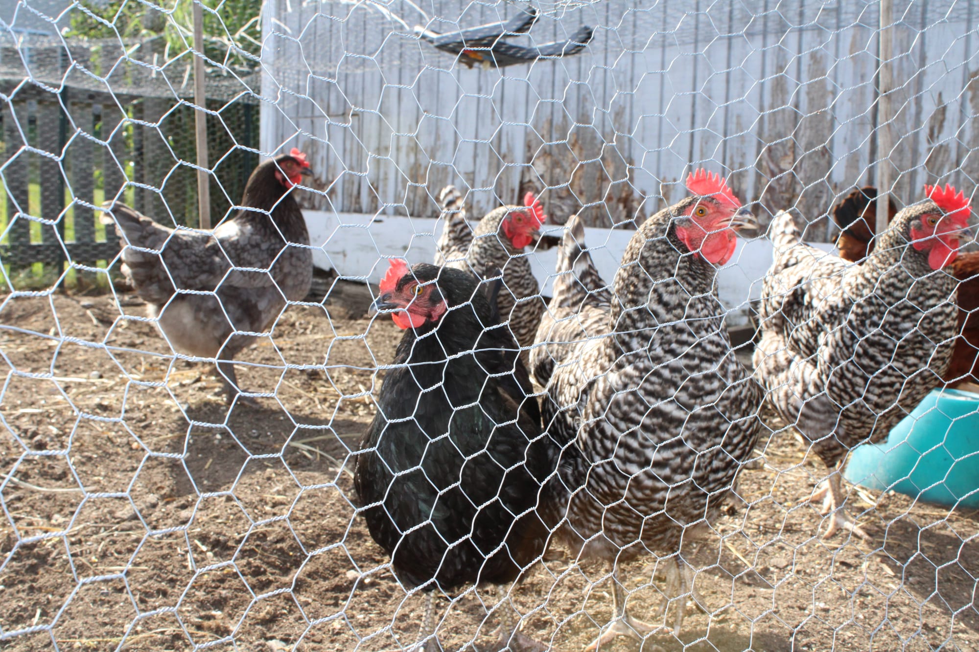 Several chickens stand behind wire next to a shed