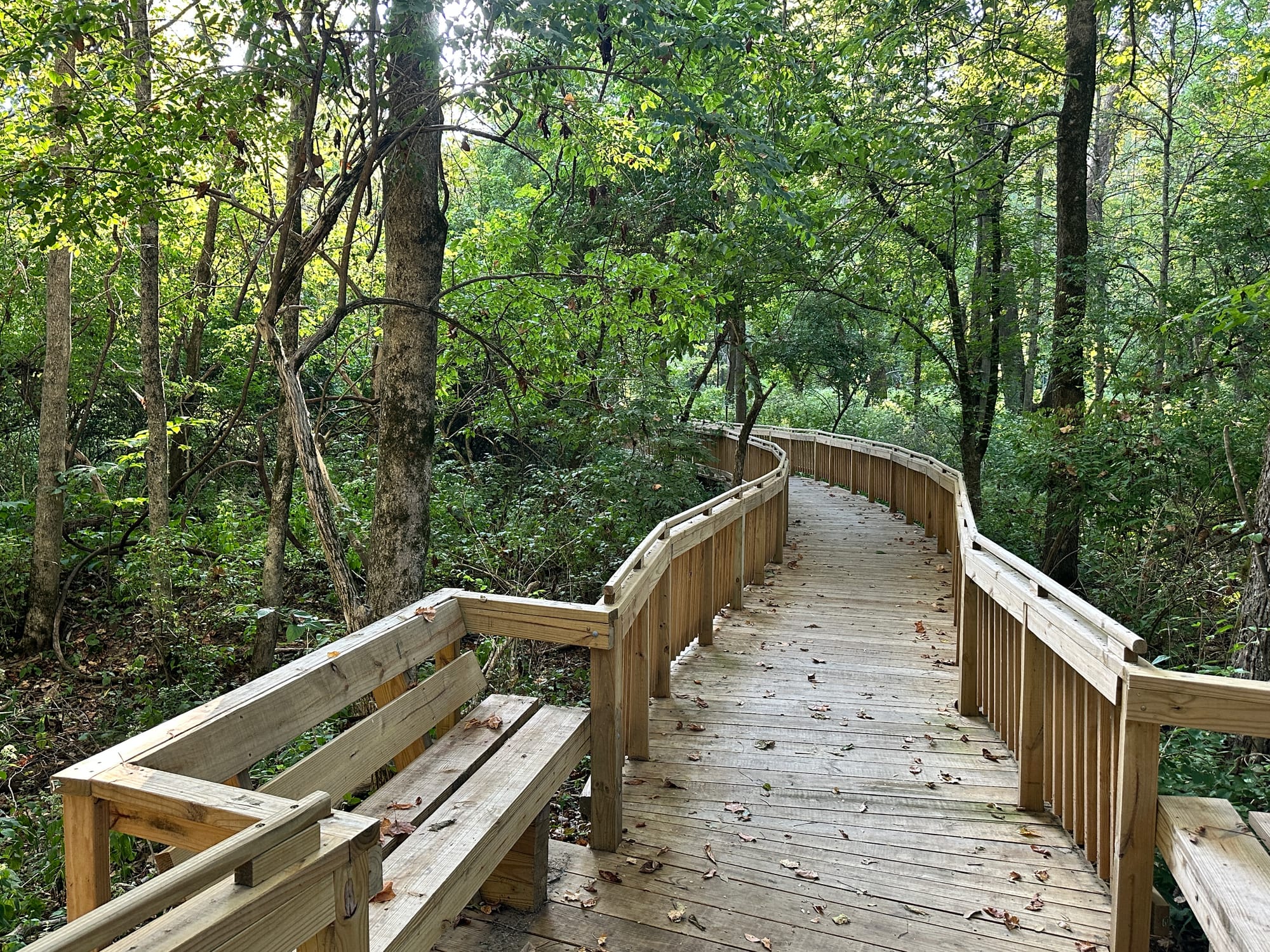 Boardwalk constructed with fresh wood cutting through the trees