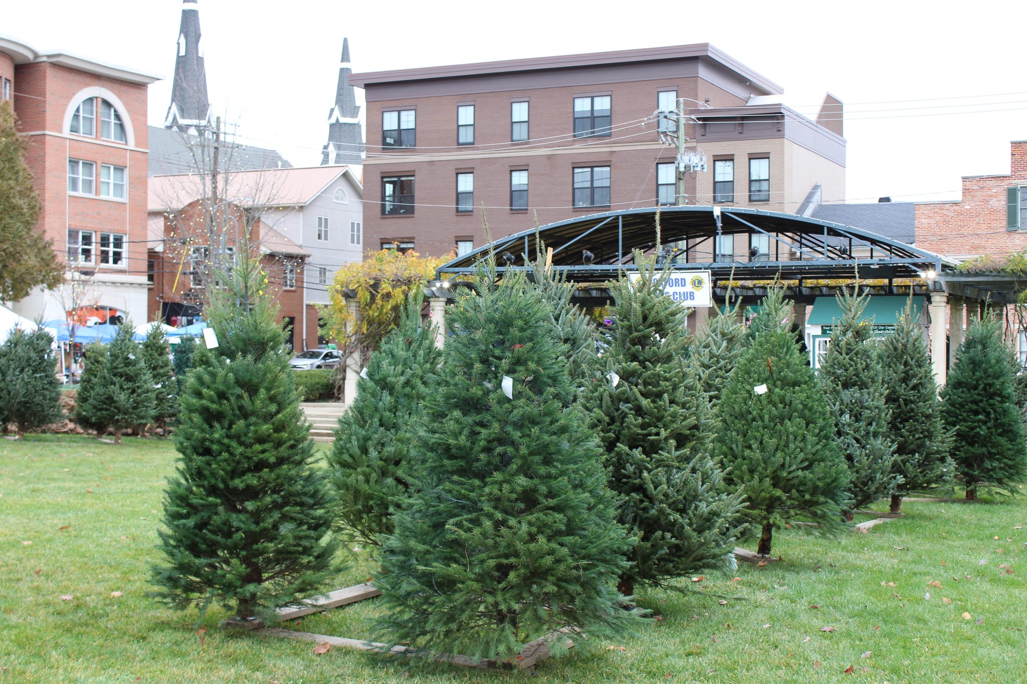 A field full of a Christmas trees.