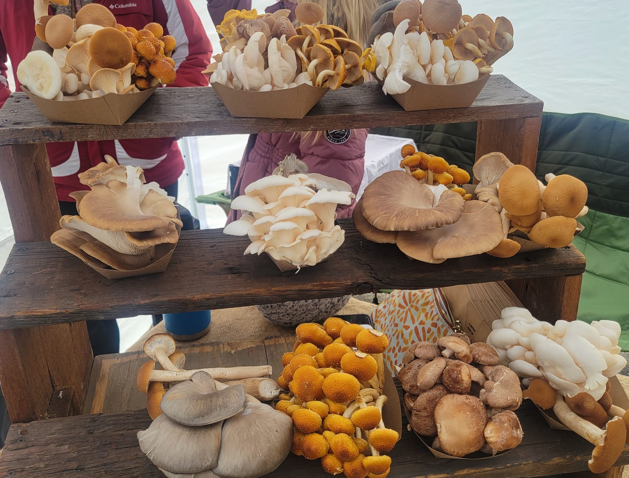 Three shelves of various mushrooms