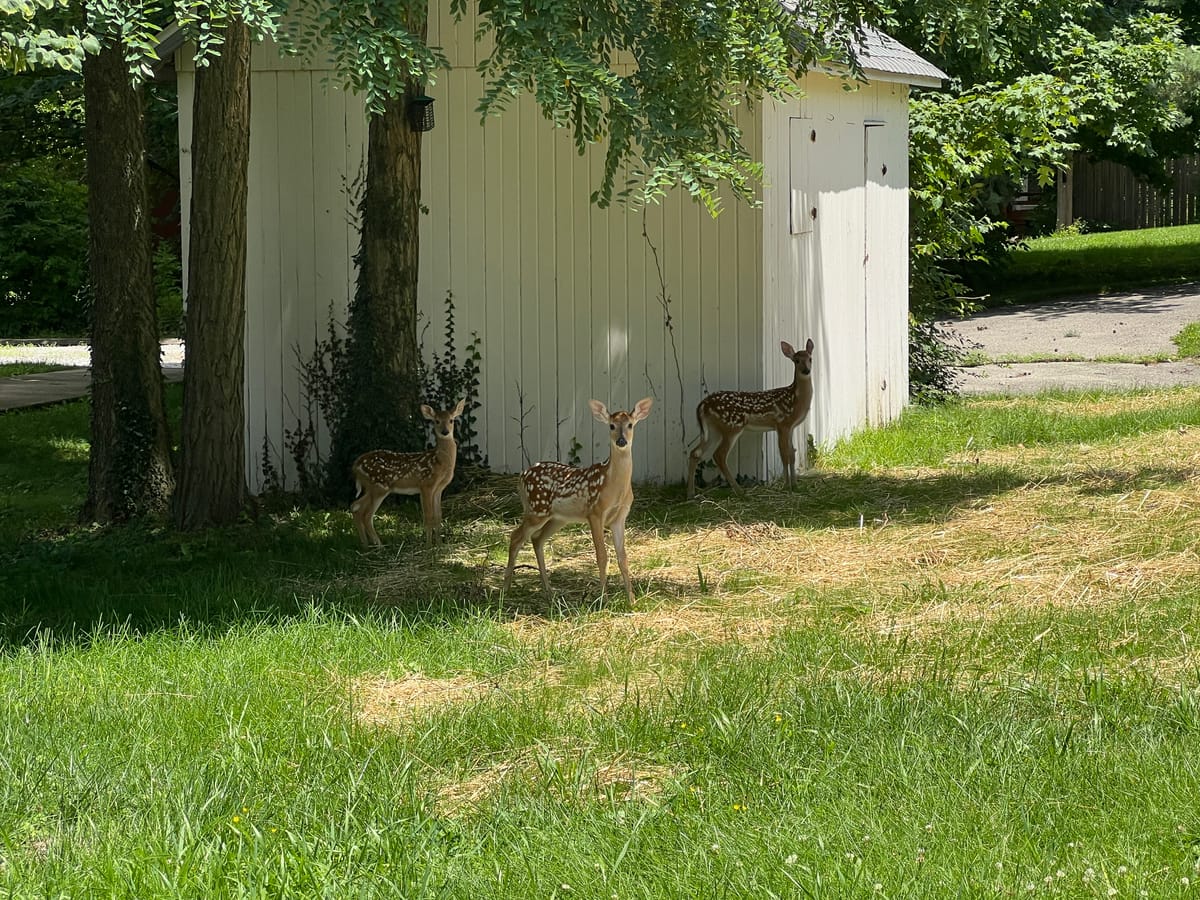 Is Oxford’s deer management program enough to cull the herd?