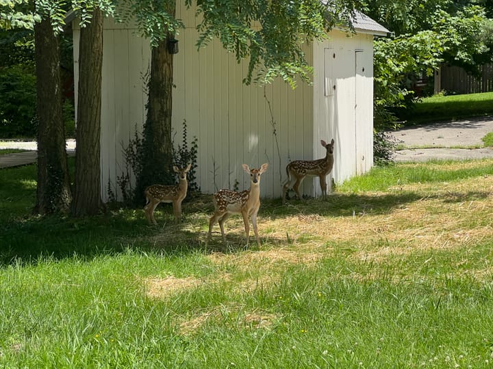 Three baby deer stand in grass in front of a white shed