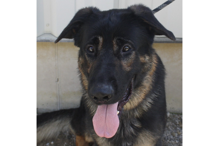 Legend, a black and brown shepherd mix, sits with his tongue out