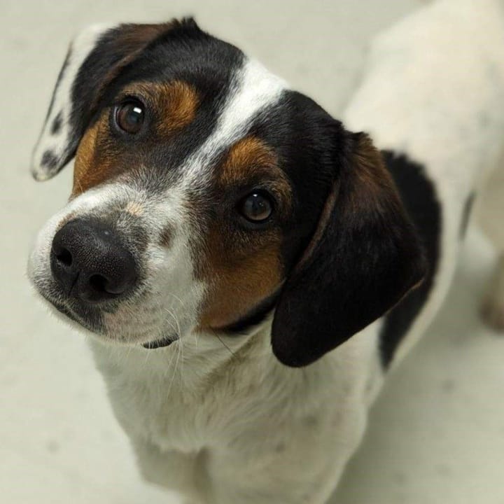 A young beagle looks toward a camera with his head tilted