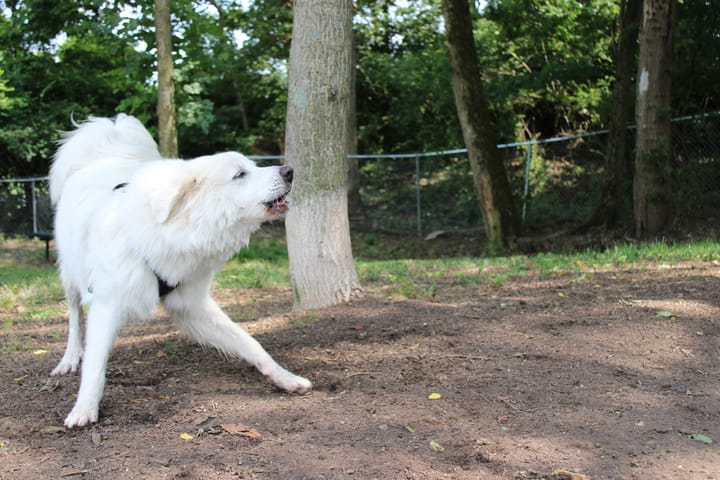 A white dog plays in the dirt