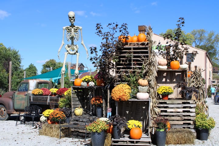 A display constructed out of wood pallets featuring pumpkins, mums, other plants and a tall skeleton