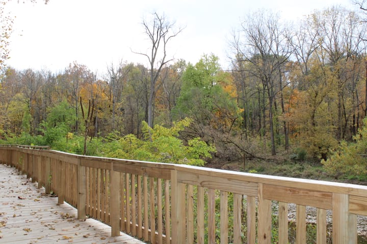 Trees, some bear, some yellow and some green, behind a boardwalk