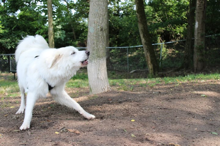 A white dog barking in the park