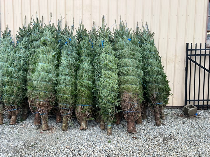 A group of cut trees leaning against a building