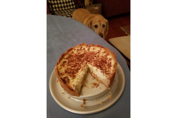 A pie on a dish in front of a dog