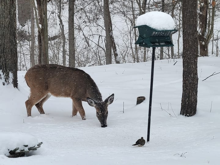 A deer eats bird seed in the snow