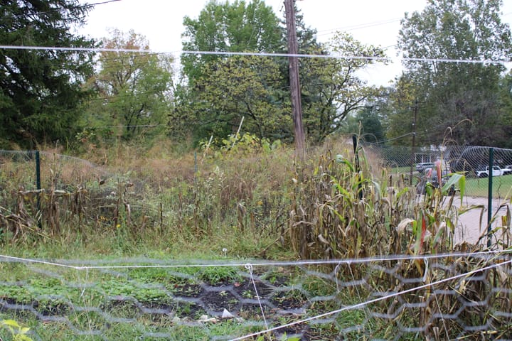 A lawn with natural foliage seen through chickenwire